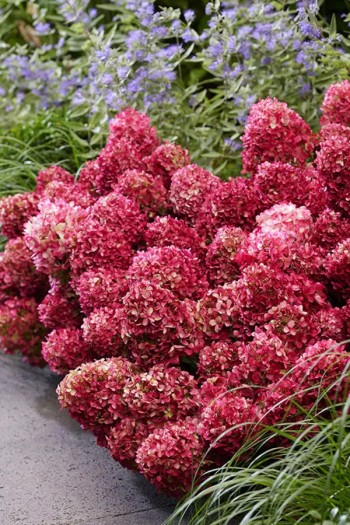 Гортензія волотиста `Петіт Чері` | Hydrangea paniculata `Petit Cherry` | Гортензия метельчатая `Петит Чери`
